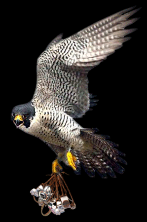 Peregrine falcon